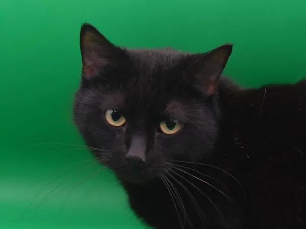 An adult medium-sized female Domestic Short Hair cat named Cleocatra for adoption in Portland, OR