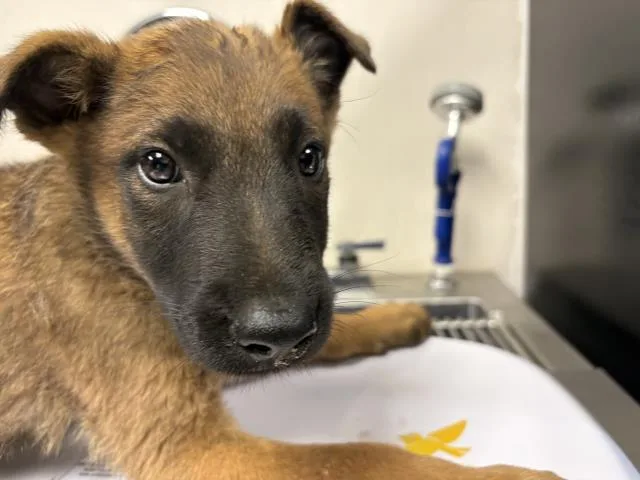 A baby small-sized male Belgian Shepherd / Malinois dog named A for adoption in Visalia, CA
