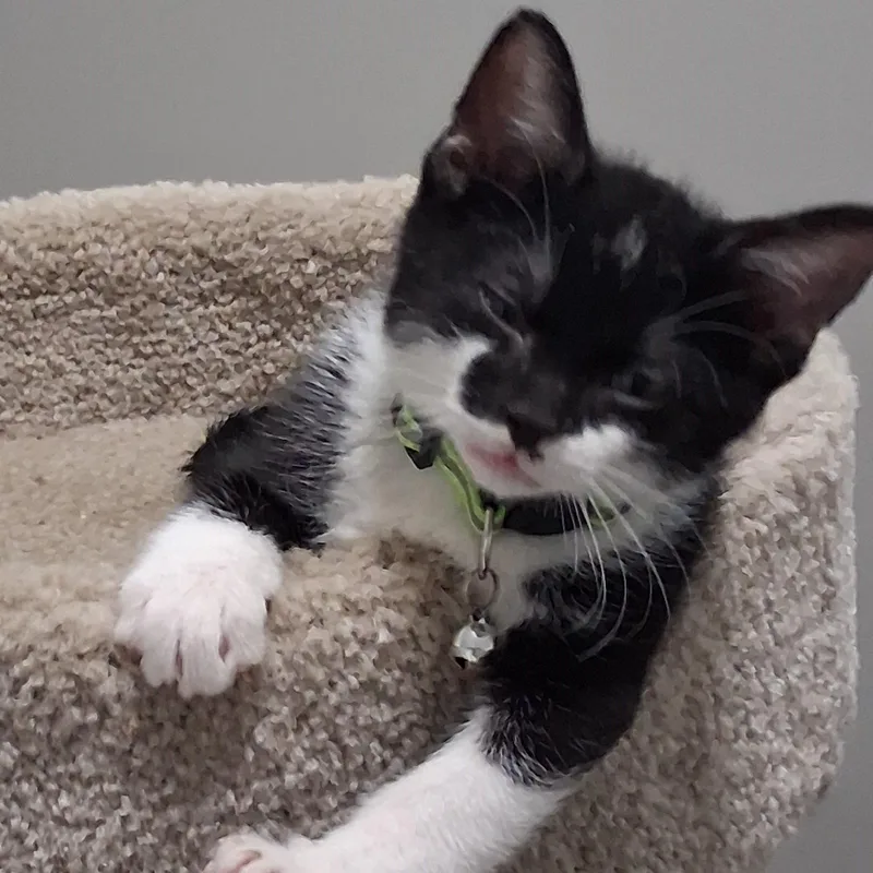 A baby medium-sized male Black & White / Tuxedo Domestic Short Hair cat named Velmo for adoption in Chicago, IL