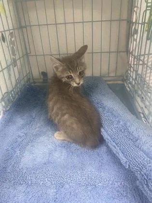 A baby small-sized male Domestic Short Hair cat named Spice for adoption in Gainesville, FL