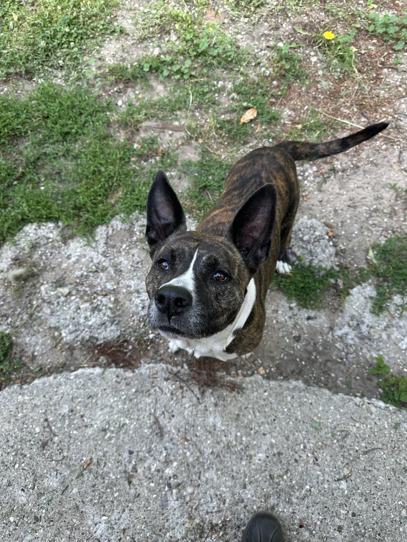 An adult large-sized female Brindle American Staffordshire Terrier dog named Ella for adoption in Kalkaska, MI