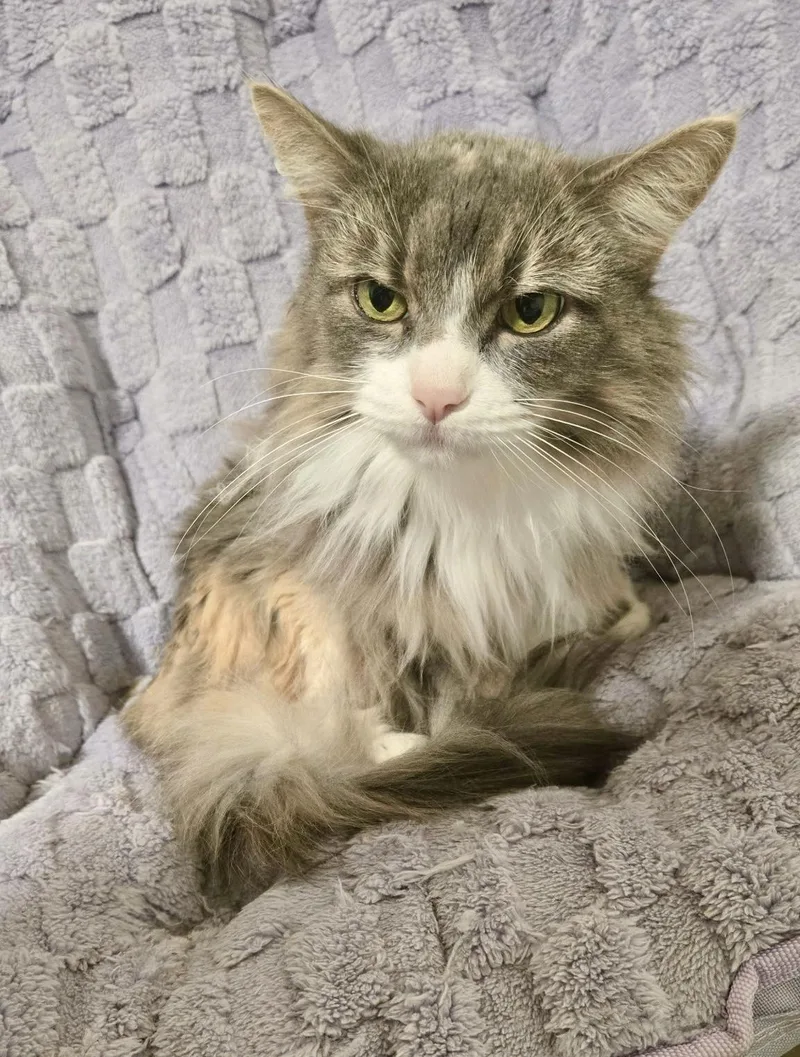 Petunia