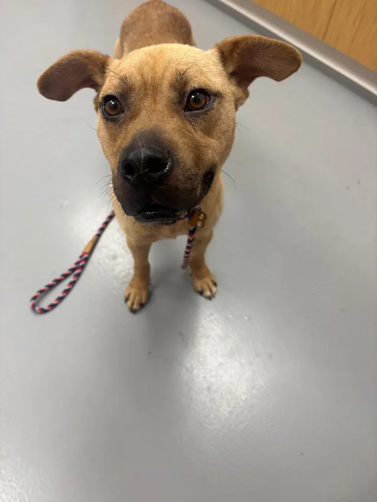 A young medium-sized female Shepherd dog named Donna for adoption in Hartsville, SC