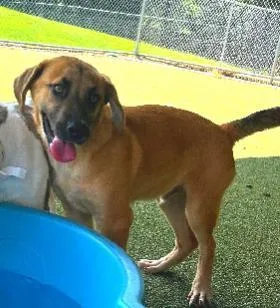 A baby medium-sized male Mixed Breed dog named Sammy for adoption in West Chester, PA