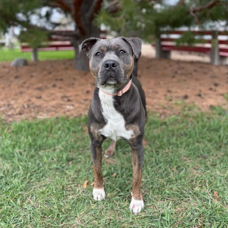 A young medium-sized male Black Pit Bull Terrier dog named Daft Punk for adoption in Fargo, ND