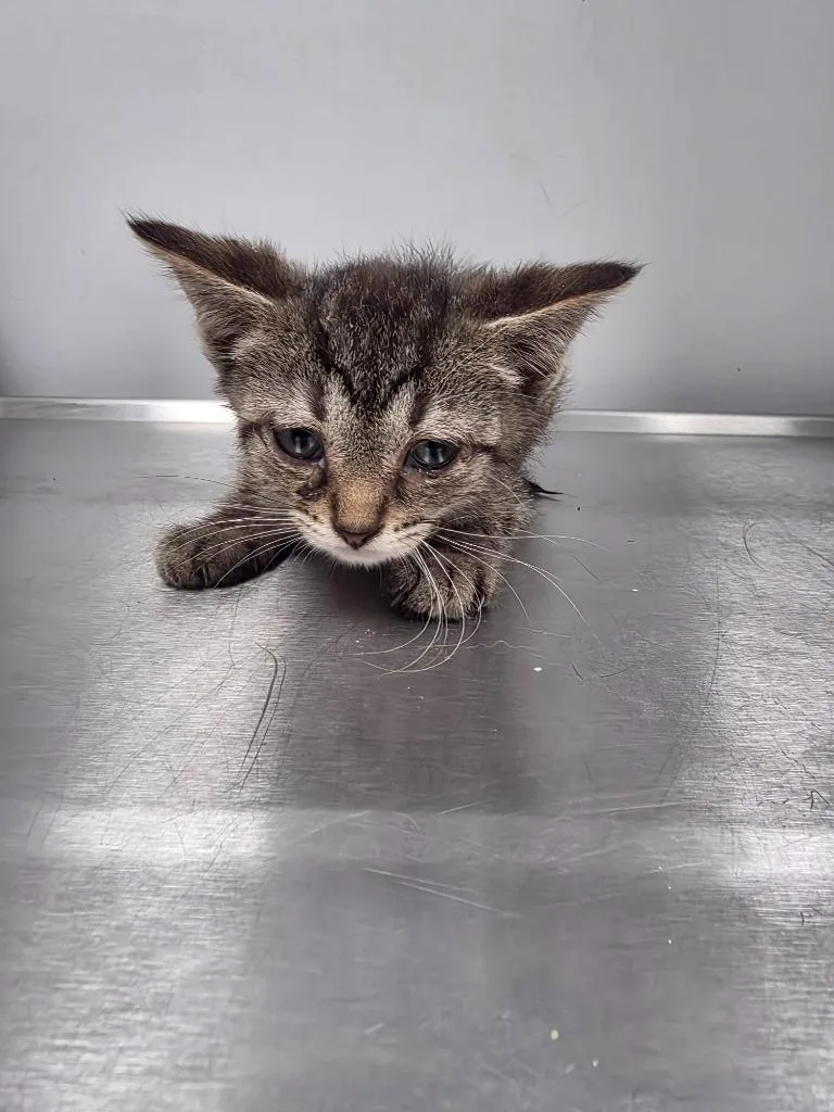A baby small-sized male Domestic Short Hair cat named Chance for adoption in Angola, IN