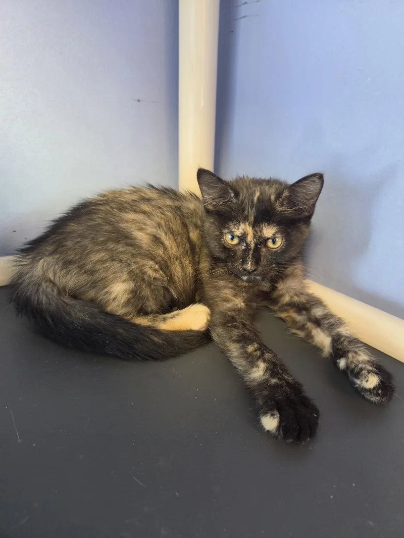 A young small-sized female Domestic Short Hair cat named Tortishell for adoption in Brookings, SD