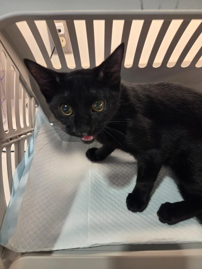 A baby medium-sized female Domestic Short Hair cat named Becky for adoption in Bossier City, LA