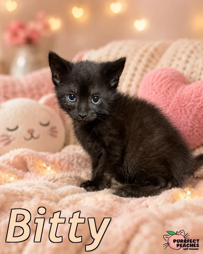 A baby medium-sized male Domestic Short Hair cat named Bitty for adoption in Douglasville, GA