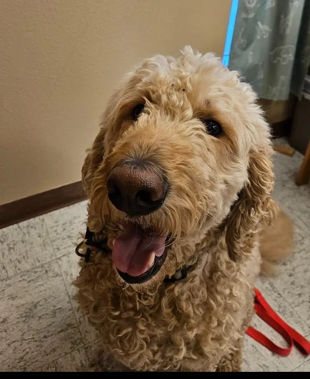 A young large-sized male Brown / Chocolate Goldendoodle dog named Cracker Jack for adoption in Eugene, OR