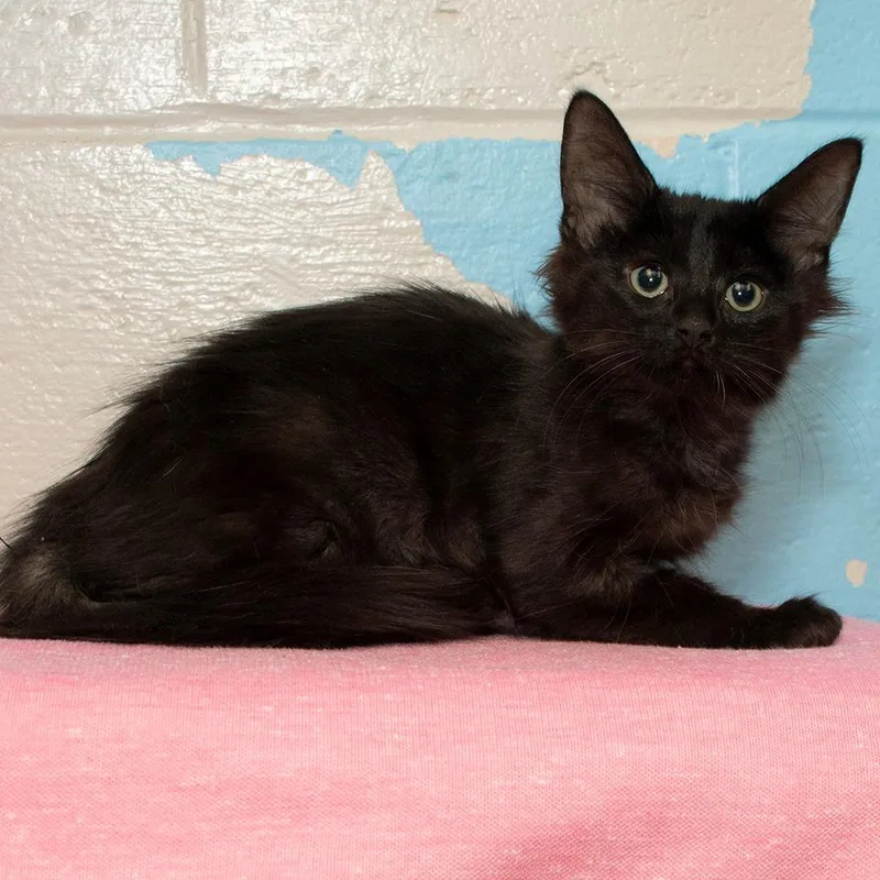 A baby medium-sized female Domestic Long Hair cat named Harriet for adoption in Troy, OH