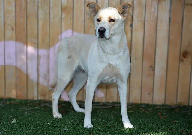 An adult medium-sized female Shepherd dog named Nora for adoption in West Valley City, UT