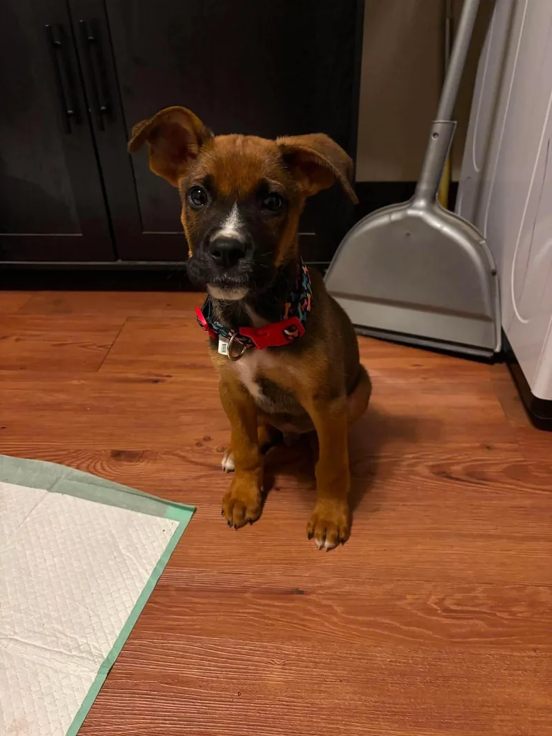 A baby small-sized male Boxer dog named Duffel for adoption in Welling, OK