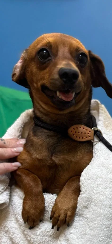 A young small-sized female Mixed Breed dog named Nelly for adoption in Ocala, FL