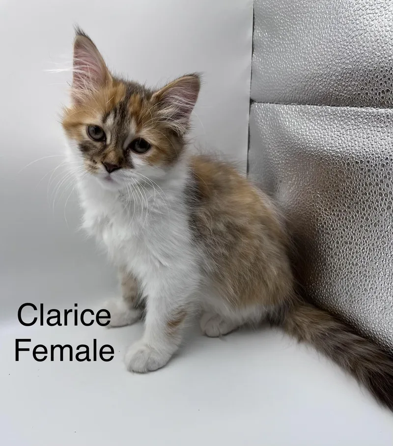 Clarice thumbnail 4