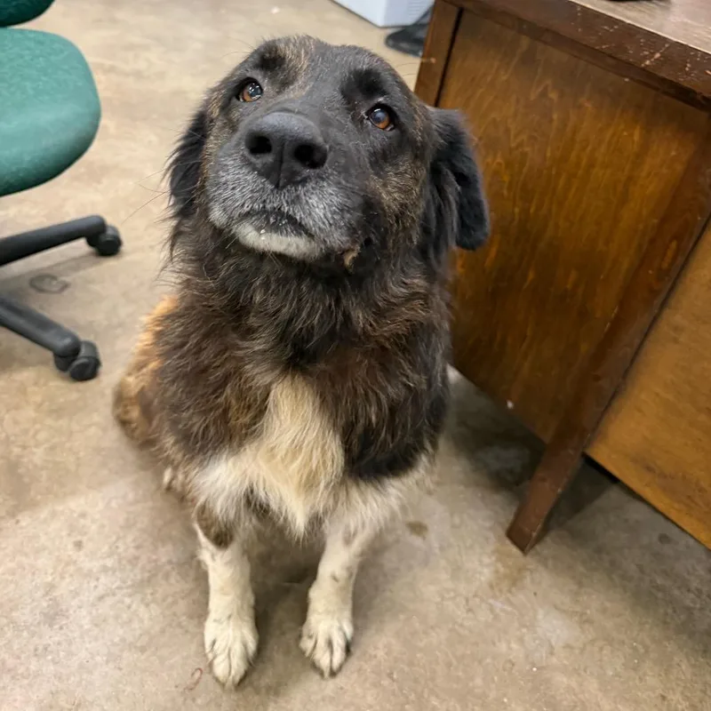 An adult large-sized male Mixed Breed dog named Henry valentine III for adoption in Corbin, KY
