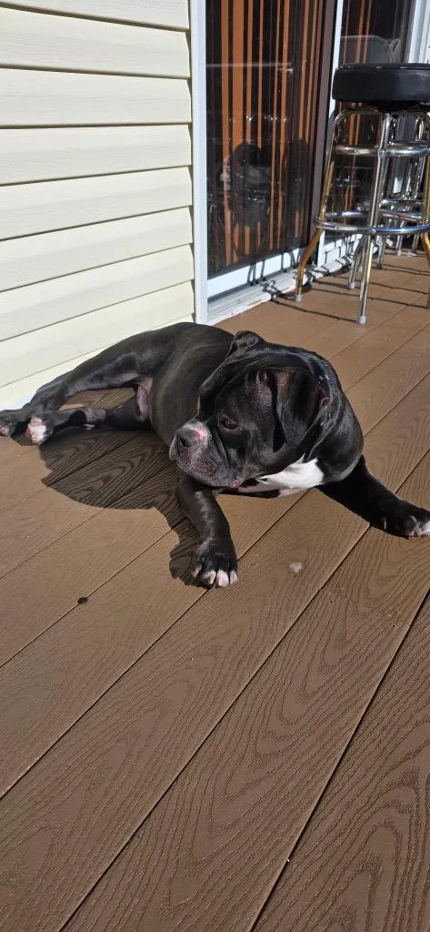 A young medium-sized male Terrier dog named Dino for adoption in Pomona, NY