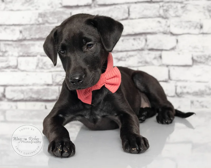 A baby medium-sized female Black Labrador Retriever dog named Mary   Weeks for adoption in Tuscaloosa, AL
