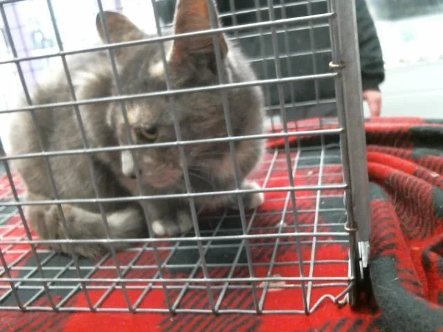 A young small-sized female Domestic Short Hair cat named Selena for adoption in Houston, TX