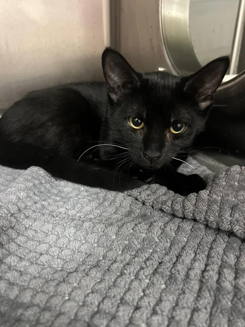 A baby small-sized male Domestic Short Hair cat named Carter for adoption in Chico, CA