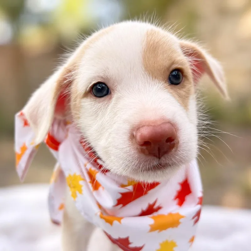 A baby small-sized female White / Cream Terrier dog named Miss Columbia for adoption in Boerne, TX