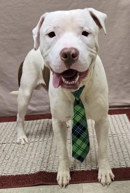 A young large-sized male Brown / Chocolate Mixed Breed dog named Bb for adoption in Hamilton, OH