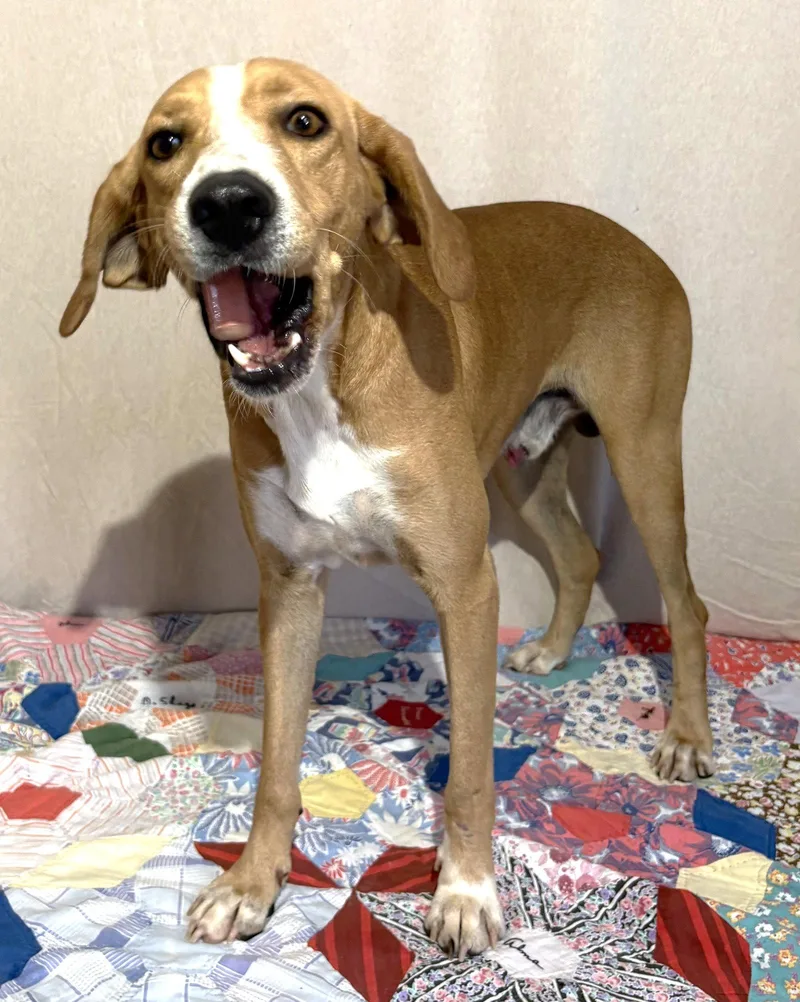 An adult large-sized male Mountain Cur dog named Coosa for adoption in Wetumpka, AL