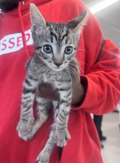 A baby small-sized male Domestic Short Hair cat named Max for adoption in West Chester, PA
