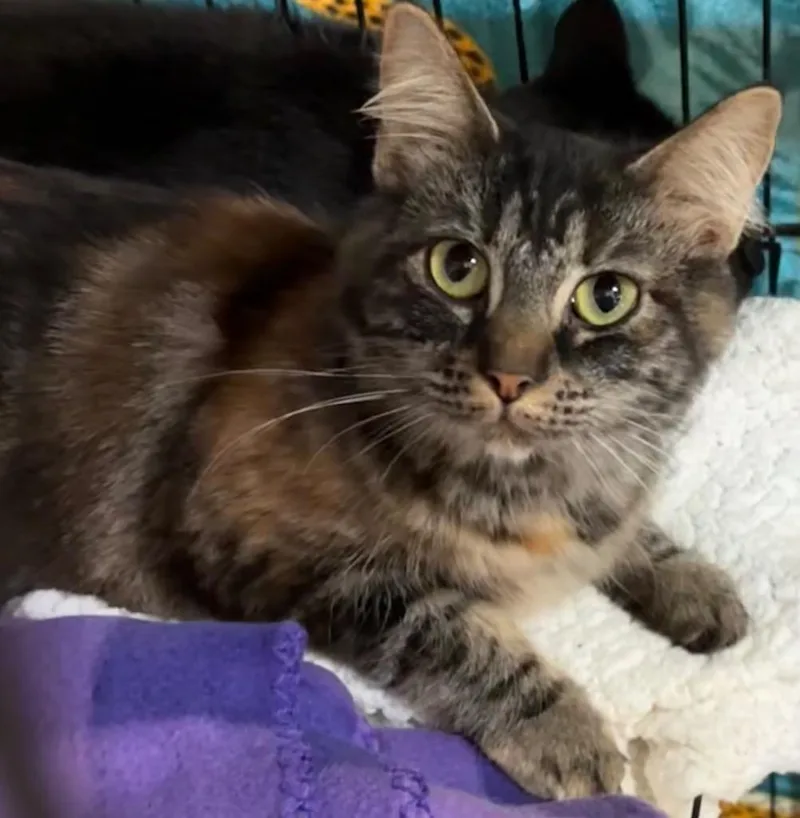 A young small-sized female Domestic Short Hair cat named Rose for adoption in Elizabethton, TN