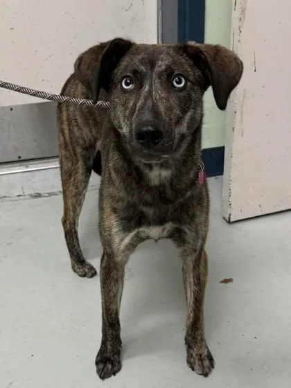 An adult medium-sized female Mixed Breed dog named Pierce for adoption in Savannah, GA