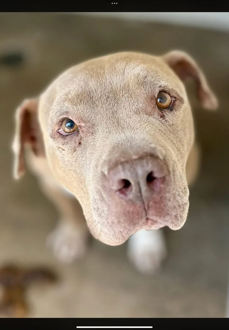 A senior medium-sized male Yellow / Tan / Blond / Fawn Pit Bull Terrier dog named Clint for adoption in Sherman, TX