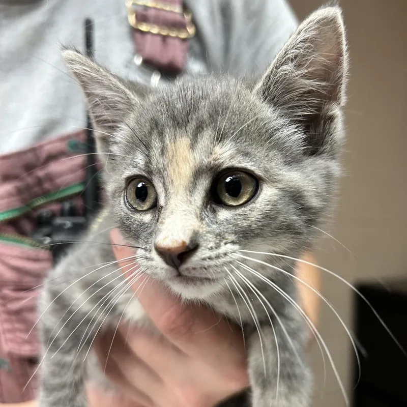 A baby small-sized female Gray / Blue / Silver Domestic Medium Hair cat named Polly for adoption in Newport, NC