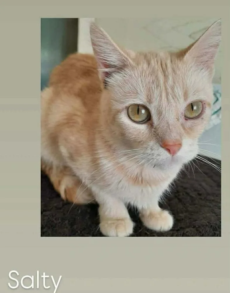 An adult small-sized female Domestic Short Hair cat named Salty for adoption in South Bend, IN
