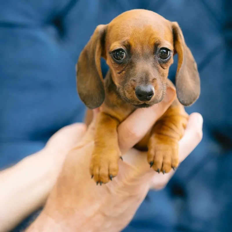 A baby small-sized female Dachshund dog named Makita for adoption in Zionsville, IN