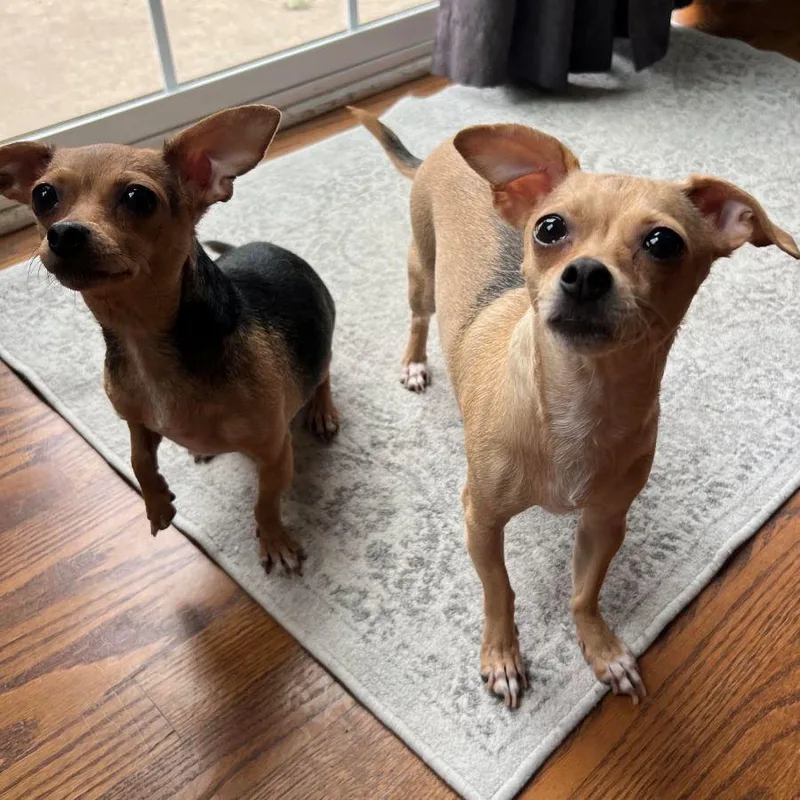 An adult small-sized female Chihuahua dog named Edie & Hershey for adoption in Barrington, IL