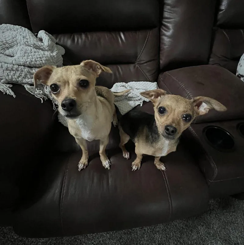 Edie & Hershey thumbnail 2