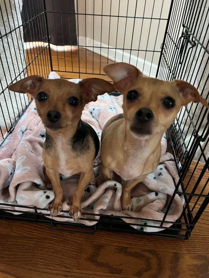 Edie & Hershey thumbnail 3