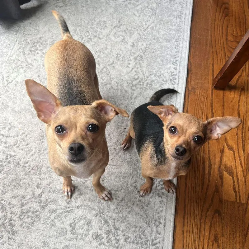 Edie & Hershey thumbnail 4