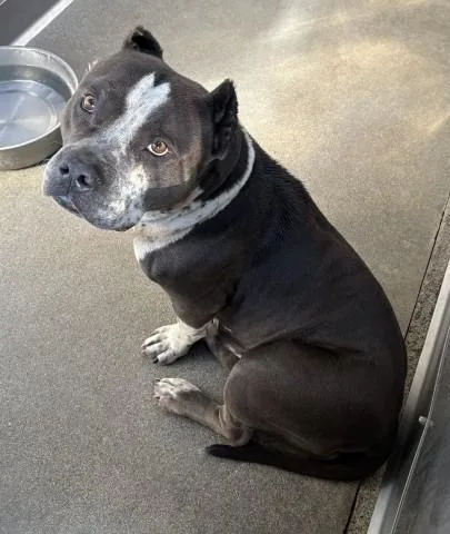 An adult medium-sized female Pit Bull Terrier dog named Lola for adoption in San Bernardino, CA