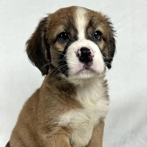A baby large-sized female White / Cream Bernese Mountain Dog dog named Endive for adoption in Johnson City, TN