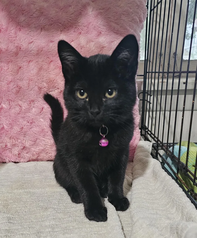 A baby medium-sized female Black Domestic Short Hair cat named Jessica for adoption in Burbank, CA