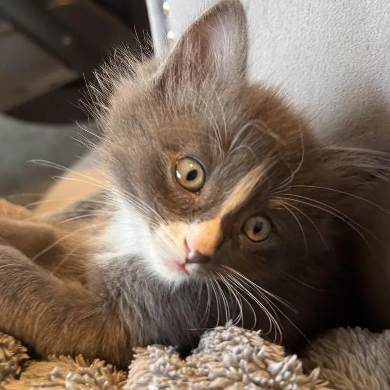 A baby small-sized female Gray / Blue / Silver Domestic Short Hair cat named Feta for adoption in Wichita, KS