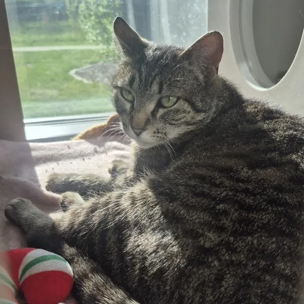 An adult medium-sized female Domestic Short Hair cat named Magnolia for adoption in Des Moines, IA