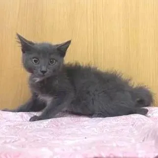 A baby small-sized female Gray / Blue / Silver Domestic Short Hair cat named Gracie for adoption in Saint Louis, MO
