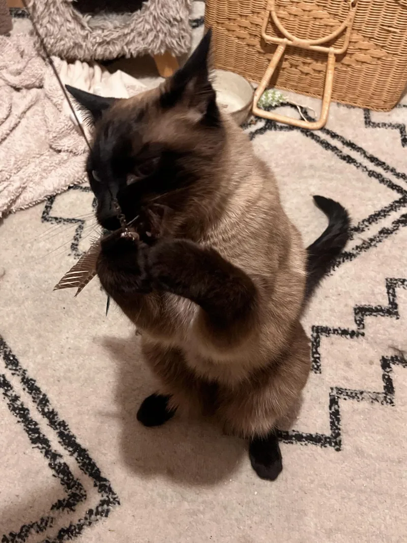 An adult medium-sized male Seal Point Siamese cat named Rigby for adoption in Stoughton, WI