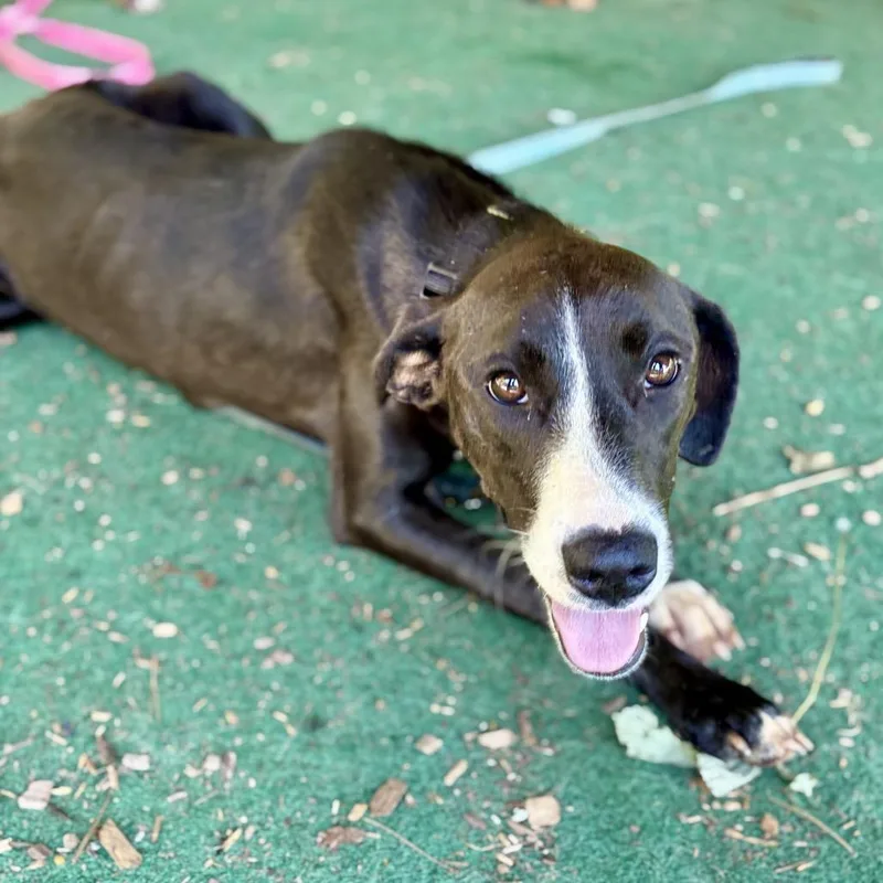 A young medium-sized female Black Mixed Breed dog named Brylee for adoption in Alexandria, VA