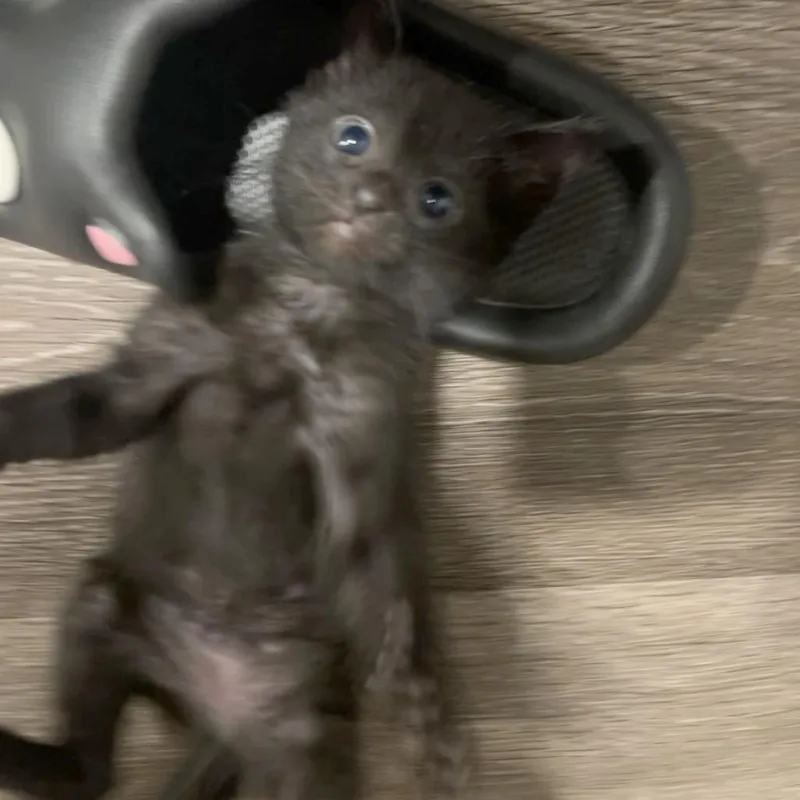 A baby small-sized female Black Domestic Short Hair cat named Trix for adoption in Austin, TX