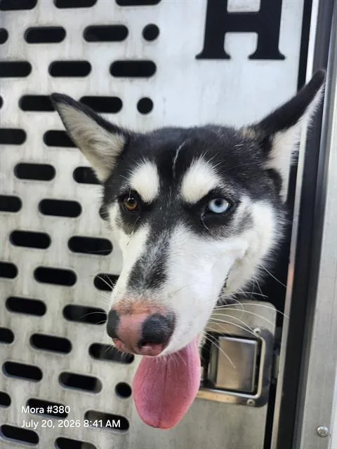 A young medium-sized female Husky dog named Canada for adoption in San Antonio, TX