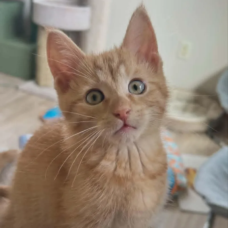 A baby medium-sized male Orange / Red Domestic Short Hair cat named Sunburn and Breeze for adoption in Watertown, WI