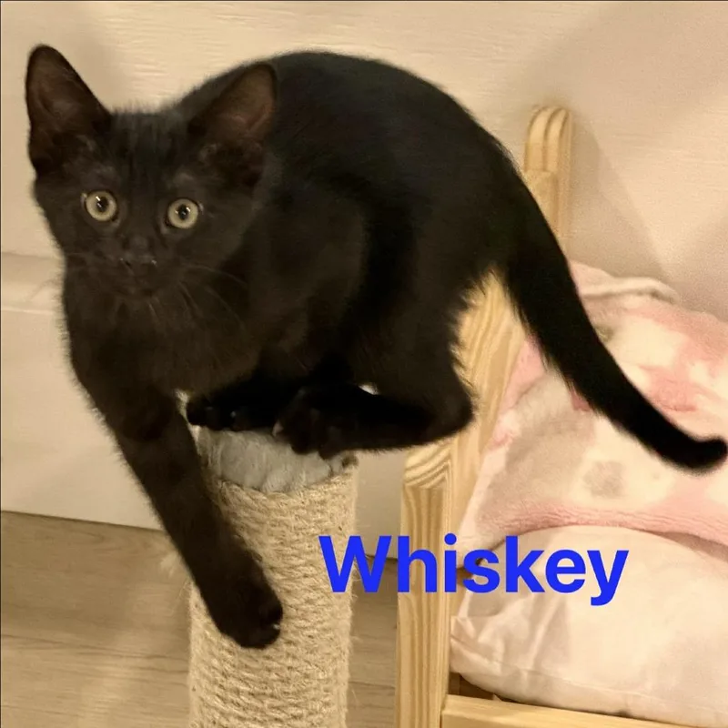 Whiskey Silverman thumbnail 2